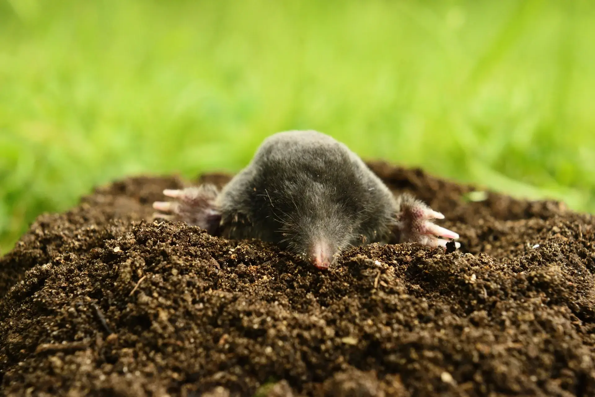 A mole pushing up through a fresh mound of soil