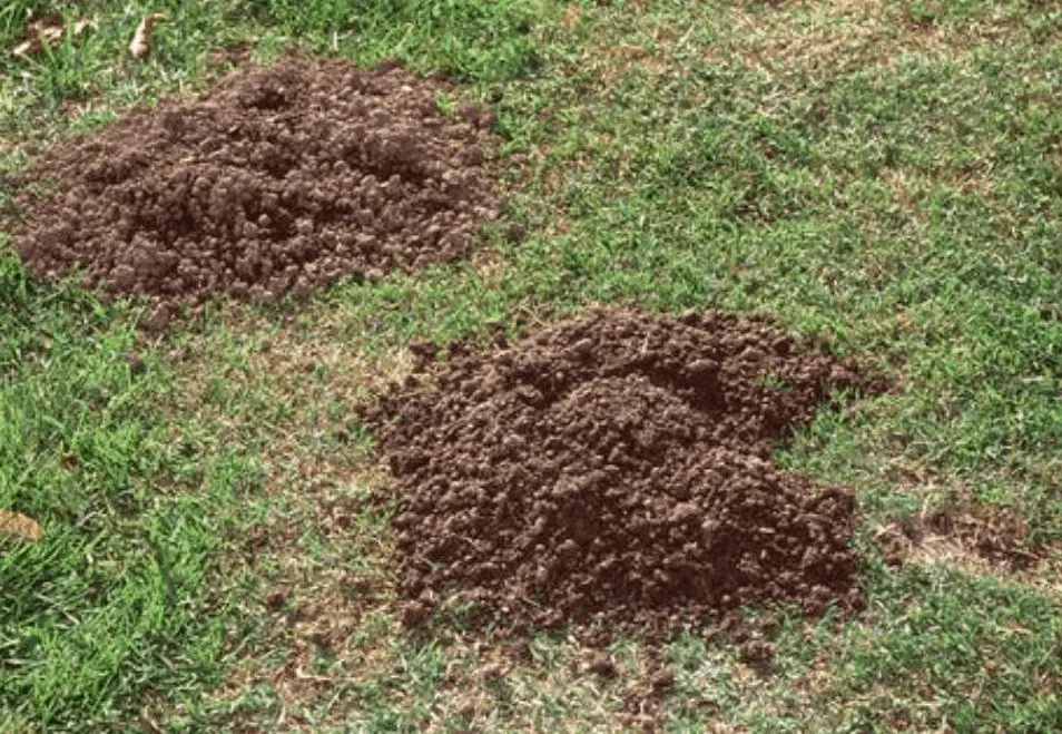 Fresh molehills scattered across a lawn